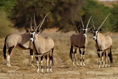 Antelope, Gemsbok -3