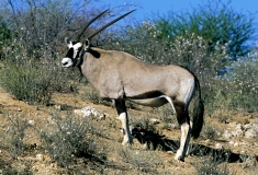 Antelope, Gemsbok-Kalahari-2