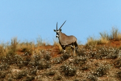 Antelope, Gemsbok-Kalahari-3