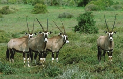 Antelope, Gemsboks West coast