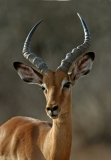Antelope, Impala -1