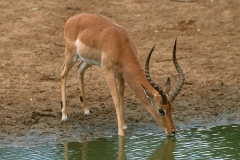 Antelope, Impala -2