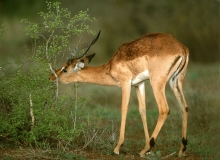 Impala buck