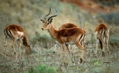 Antelope, Impala group