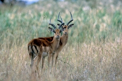 Antelope, Impala-pair bucks