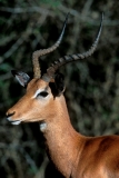Antelope, Impala portrait