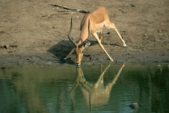 Antelope, Impala-reflected