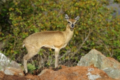 Klipspringer