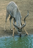Greater Kudu - 5