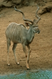 Greater Kudu - 6