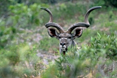 Greater Kudu - 7