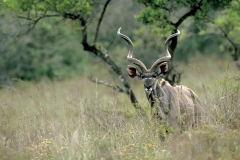 Greater Kudu - 1