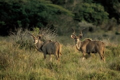 Greater Kudu - 2