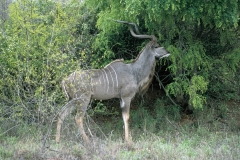 Greater Kudu - 8