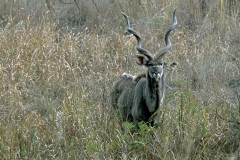 Greater Kudu - 3