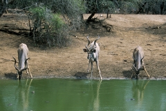 Greater Kudu - 4