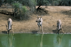 Greater Kudu - 4