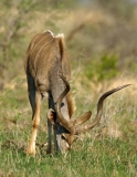Lesser Kudu
