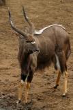 Nyala male - 6