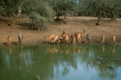 Nyala male - 2