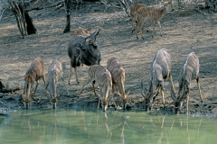 Nyala herd - 3