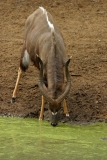 Nyala male - 1