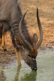 Nyala male - 4