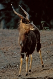 Nyala male - 5
