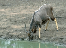 Nyala male - 7