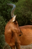 Antelope, Red Hartebeest