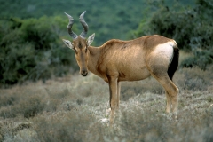 Antelope, Red Hartebeest -2