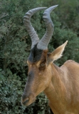 Antelope, Red Hartebeest -3
