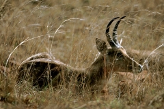 Mountain Reedbuck - 1