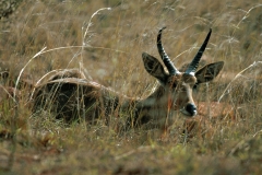 Mountain Reedbuck - 2