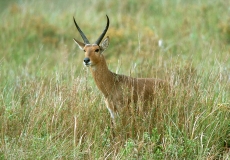 Reedbuck - 1