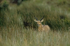 Reedbuck - 2