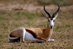Springbok - 1