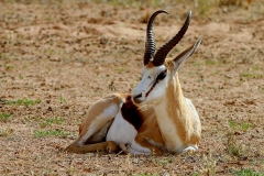 Springbok - 2