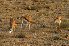 Springbok - 3