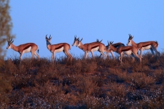 Antelope, Springbok