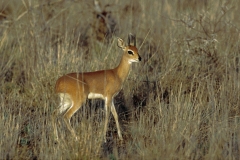 Steenbok - 2