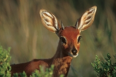 Steenbok - 3