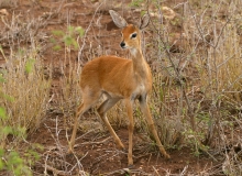 Steenbok - 1
