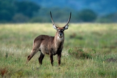 Waterbuck - 1