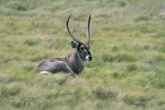 Waterbuck - 2