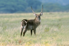 Waterbuck - 3