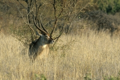 Waterbuck - 4