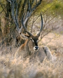 Waterbuck - 5