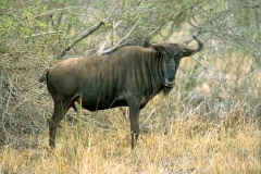 Antelope, Wildebeest Blue (1)