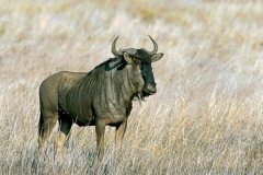 Antelope, Wildebeest Blue (2)